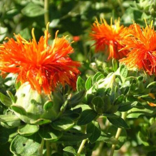 Carthame - 300g Carthame - 300g