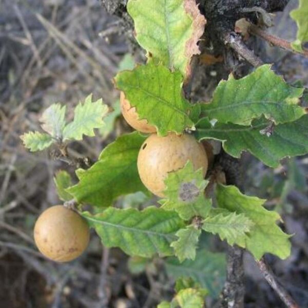 Extrait de noix de galle - 150g Extrait de noix de galle - 150g