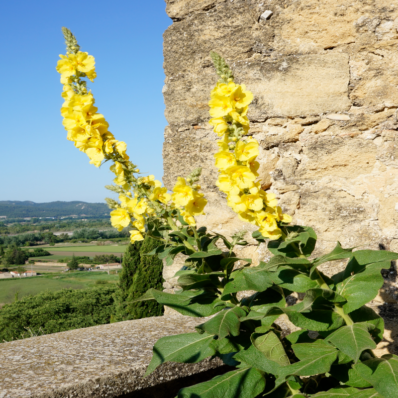 Bouillon blanc Couleur Garance