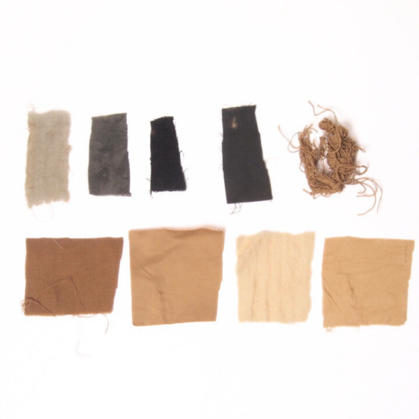 Noix de galle Noix de galle