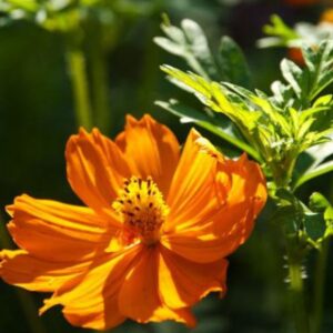 Cosmos sulfureux - 100g