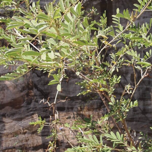 Indigo pigment Indigo pigment