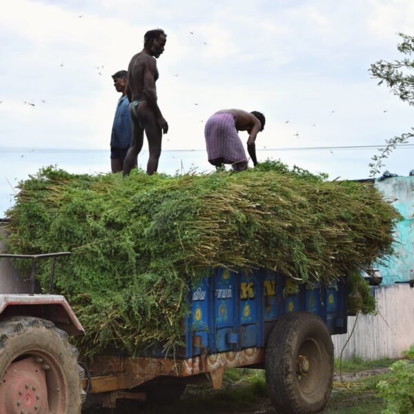 Indigo indien Indigo indien