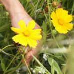 Initiation à la cueillette et teinture végétale