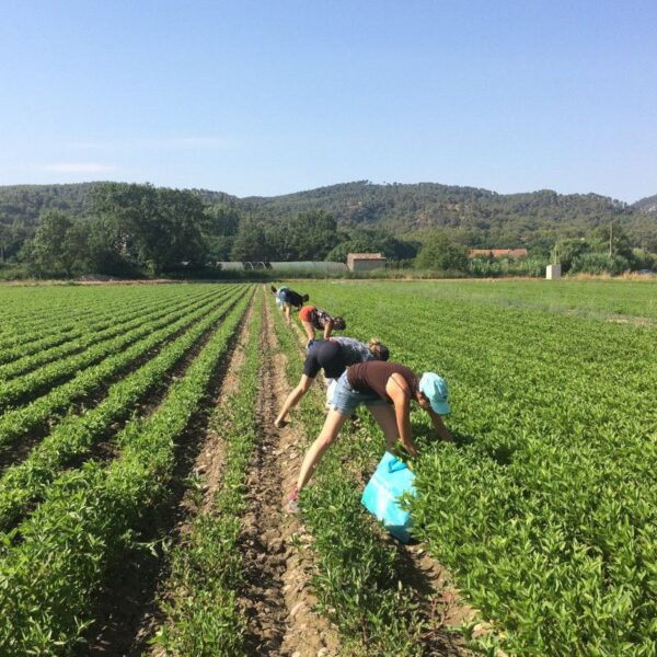 Formation Indigo extraction et utilisation - 3 jours Formation Indigo extraction et utilisation - 3 jours