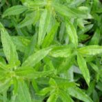 Garance des teinturiers