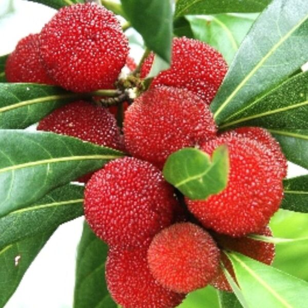 Yamamomo - 100g Yamamomo - 100g