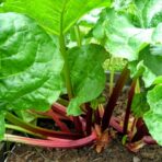 Rhubarbe de l’Himalaya 100g