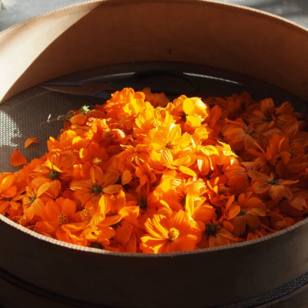 De la botanique à la teinture végétale - 5 jours De la botanique à la teinture végétale - 5 jours