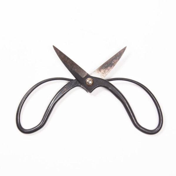 Ciseaux cueillette Ciseaux cueillette