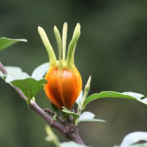 Gardénia